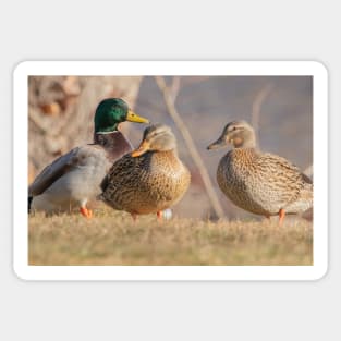 Three Mallard Ducks Sticker